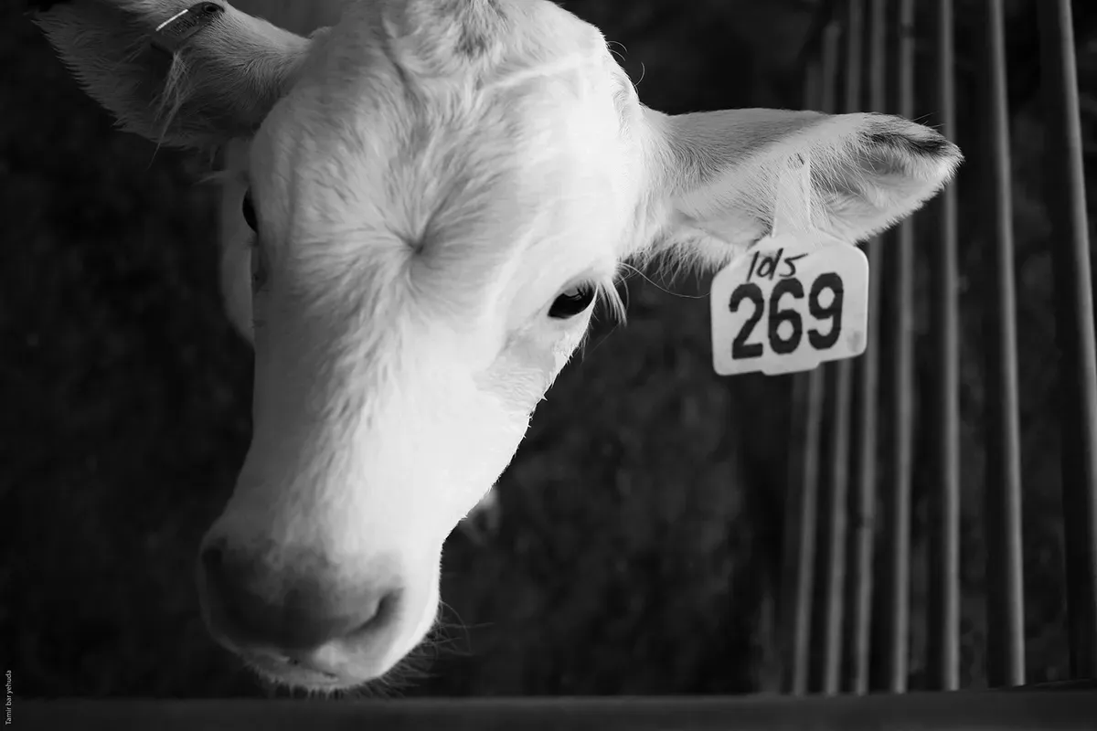 Schwarz-weiss Fotos des jungen Kalbs mit der Ohrenmarke 269. Es steht in einem Stall und schaut nach oben zur Kamera.