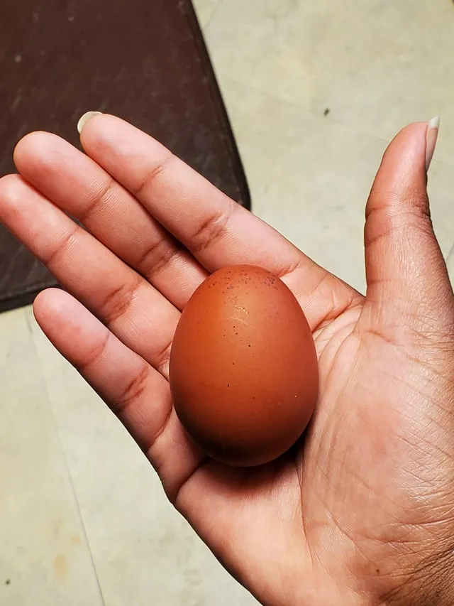 could-this-hen-be-a-penedesenca-v0-l6aqw8ympzia1