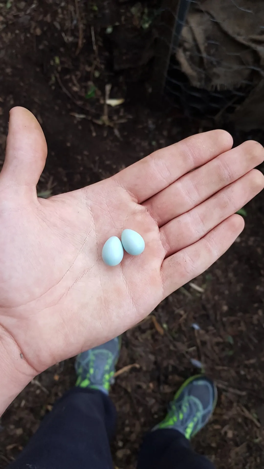 whose-eggs-are-these-v0-ytnblsoac15c1