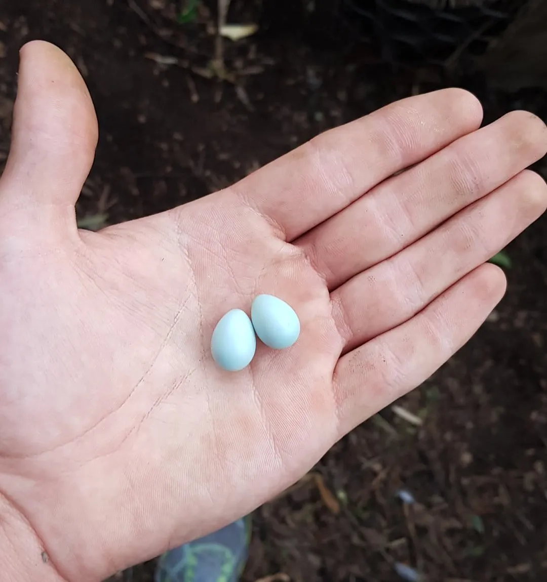 whose-eggs-are-these-v0-ytnblsoac15c1~2