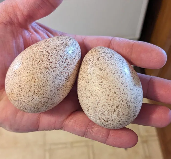 why-people-dont-eat-turkey-eggs-stock2-68809d5d7bcd5__700