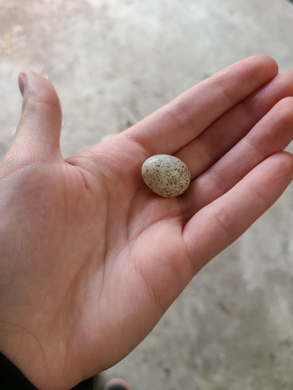 wondering-what-kind-of-egg-this-is-and-if-its-alive-ny-v0-a5pcnjexv2091