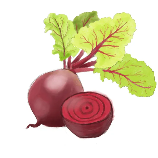 Digital drawing of a whole beet with leaves next to a halved beet