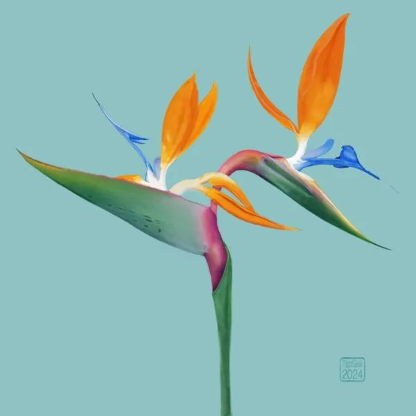 Digital drawing of a bird of paradise flower against a blue background 