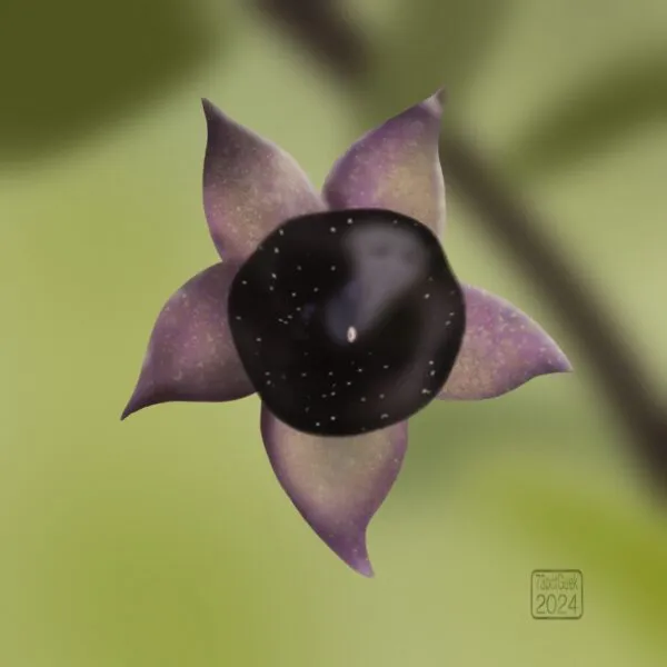 Digital drawing of a nightshade berry against a soft blurred background 