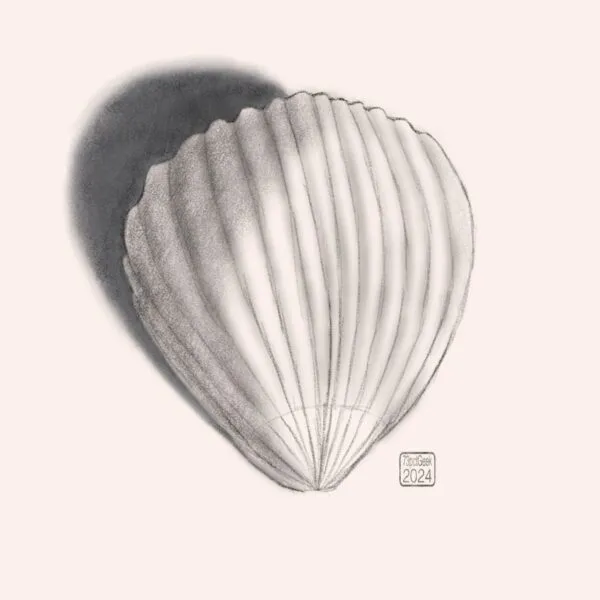 Quick digital pencil sketch of a seashell