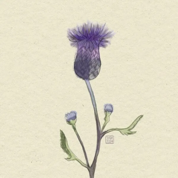 Digital ink and watercolour sketch of a thistle against a pale yellow background