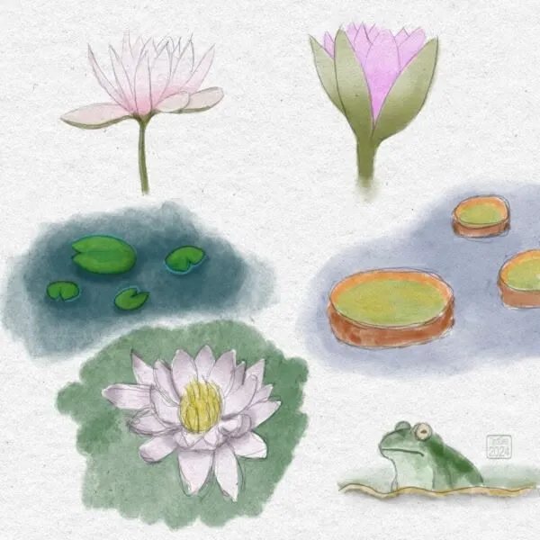 Digital ink and watercolour sketches of lily pad flowers and pads. One has a small toad sitting on it.