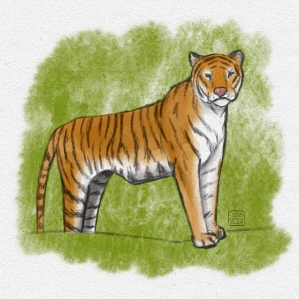 Digital ink and watercolour sketch of an orange tiger against a green background
