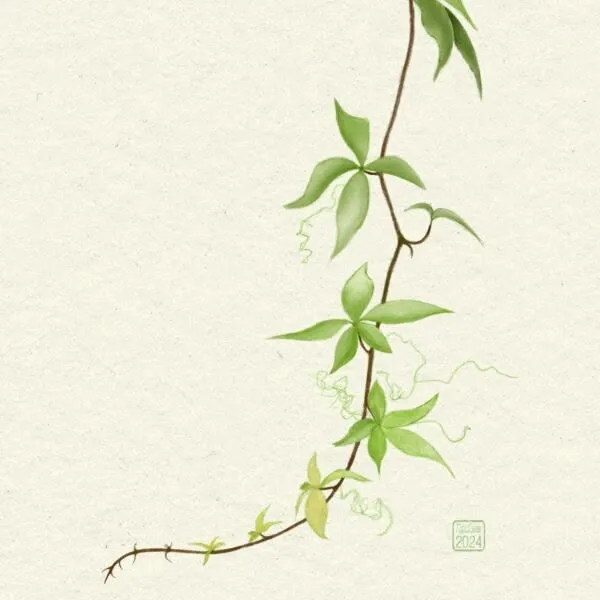 Digital pencil and watercolour sketch of a trailing vine against a pale background