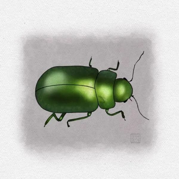Digital watercolour and ink sketch of a green beetle