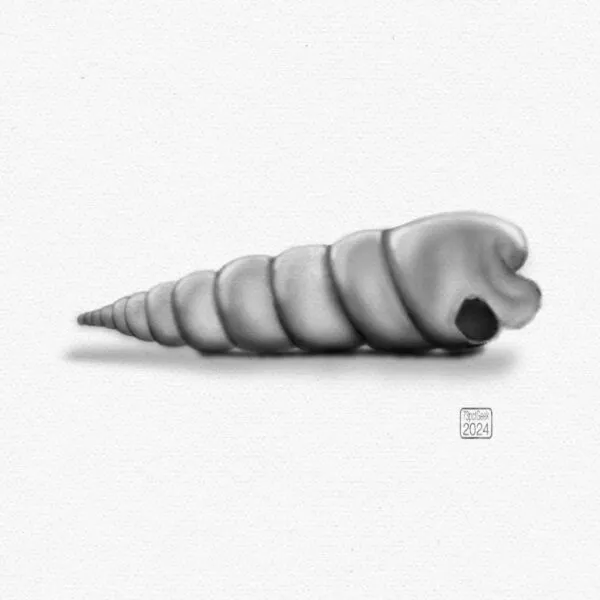 Digital pencil sketch of a seashell