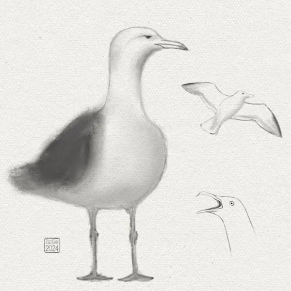Digital pencil sketches of seagulls