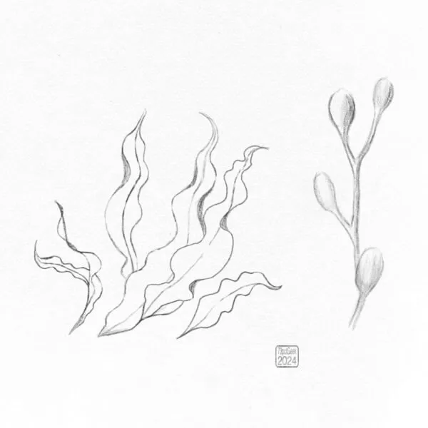 Digital pencil sketches of two types of seaweed