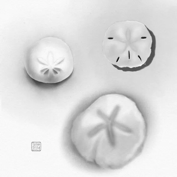 Digital pencil sketches of three different sand dollars