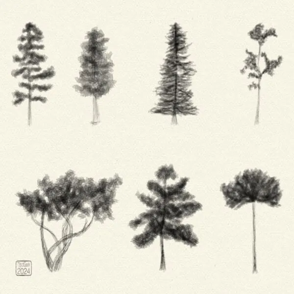 Digital pencil sketches of seven different types of pine tree