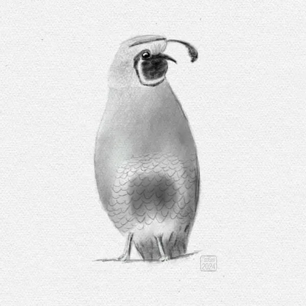 Digital pencil sketch of a quail
