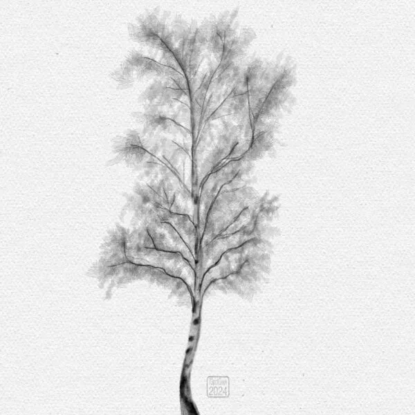 Digital pencil sketch of a birch tree