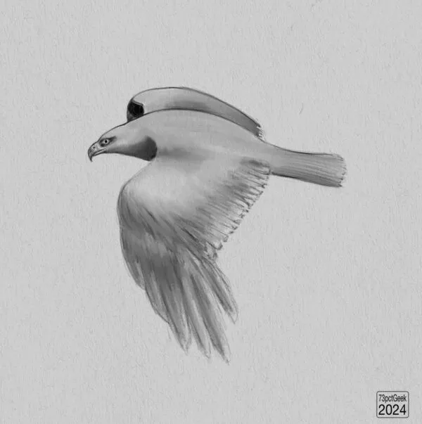 Digital graphite sketch of a bird of prey in flight.