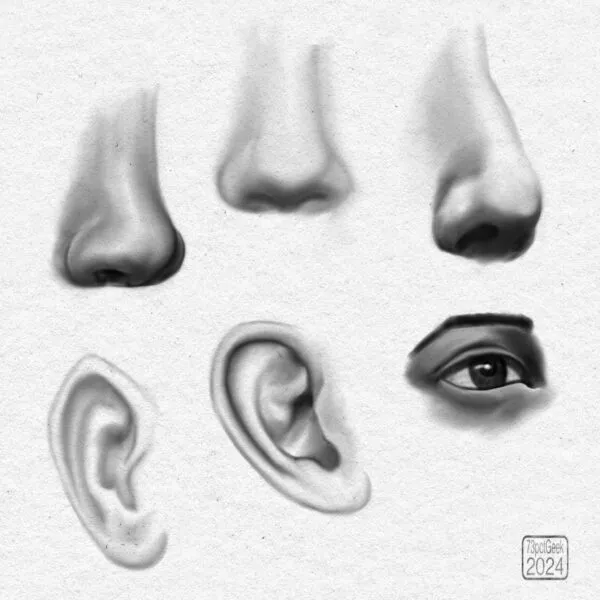 Digital pencil sketches of 3 different noses, 2 different ears, and an eye.