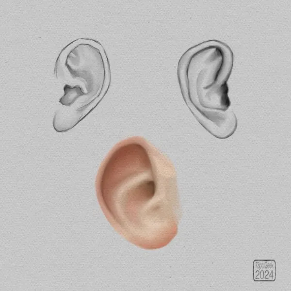 Digital sketches of three different ears.