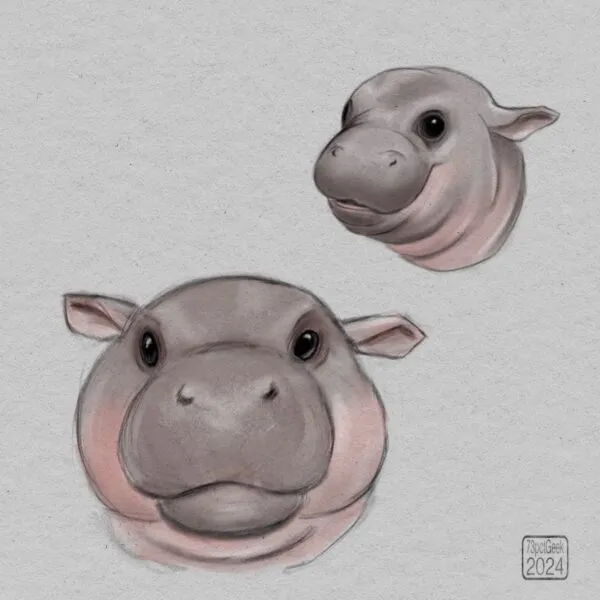 Digital colour sketches of two different views of the head of beautiful pygmy hippo, Moo Deng.