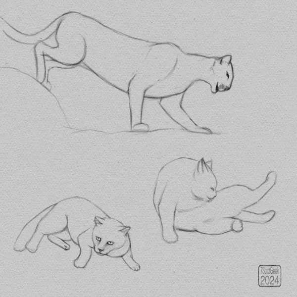 Digital sketches of a mountain lion, and two different house cats.