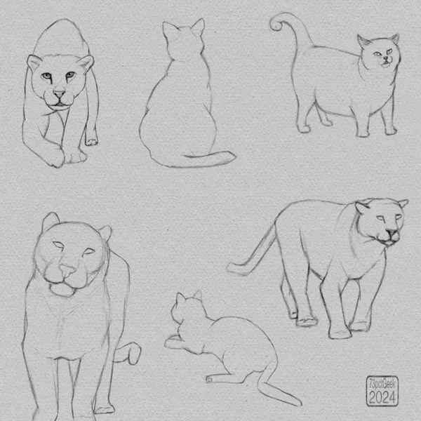 Digital sketches of 6 different cats in varying poses. 3 house cats and 3 big cats.