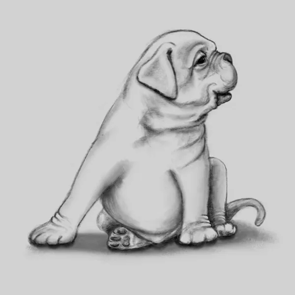 Digital graphite sketch of a puppy look off to the side.