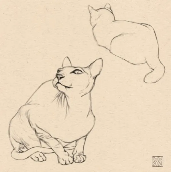 Digital sketches of two different cats. One is a sphynx.
