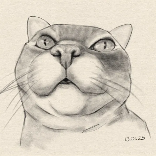 Digital sketch of a cat's head.