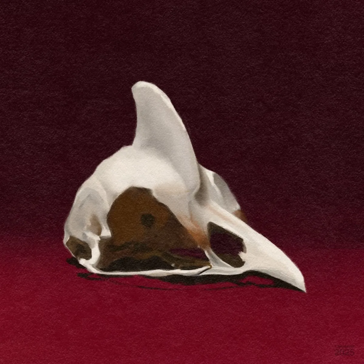 Digital pastels sketch of the skull of some type of crested bird against a red background.