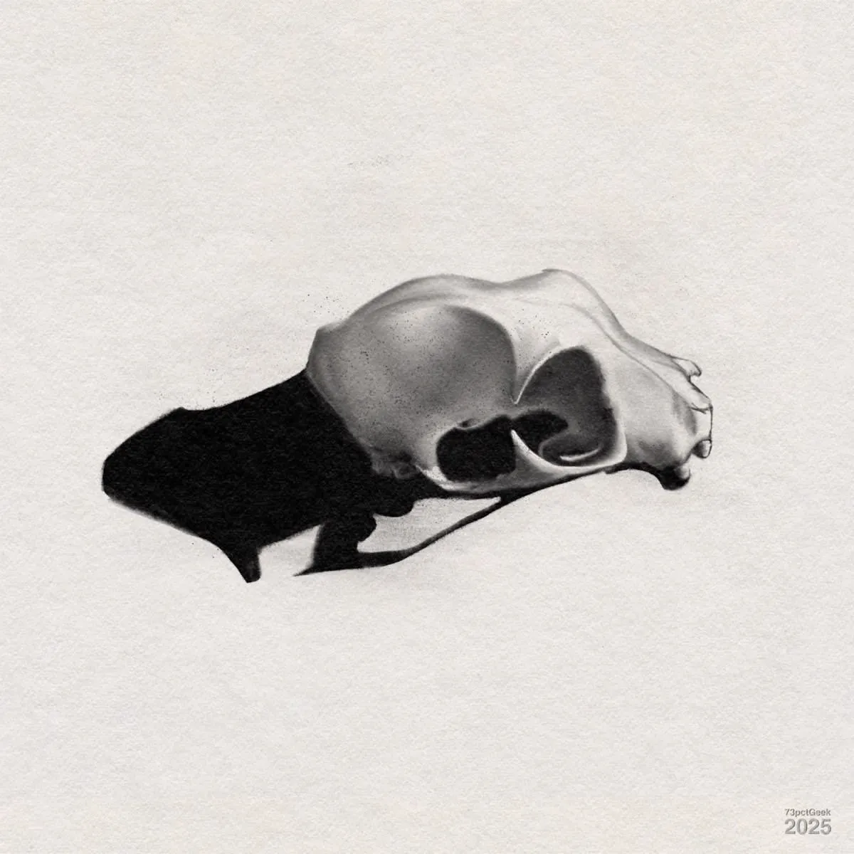 Digital charcoal sketch of a skull.