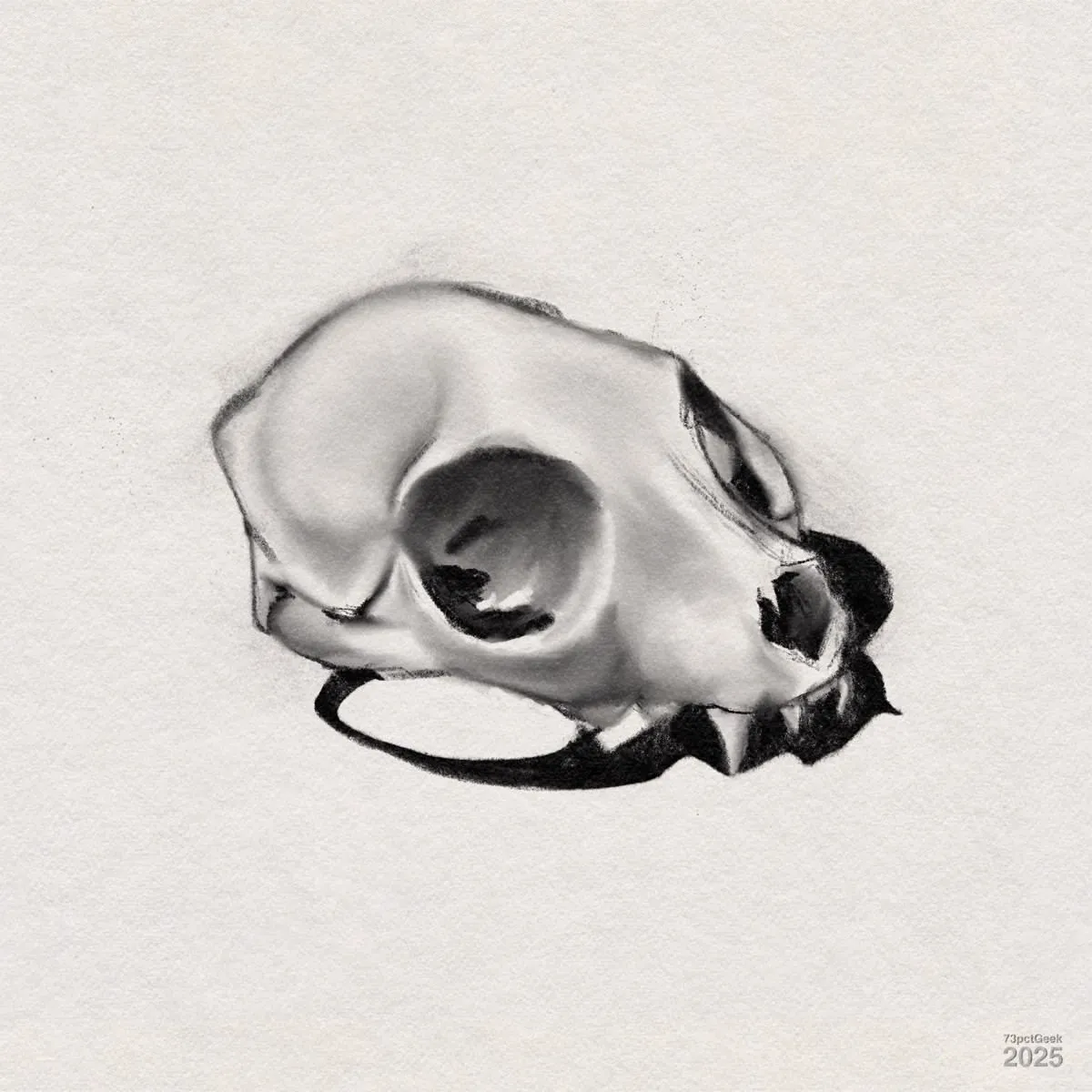 Digital charcoal sketch of a skull.