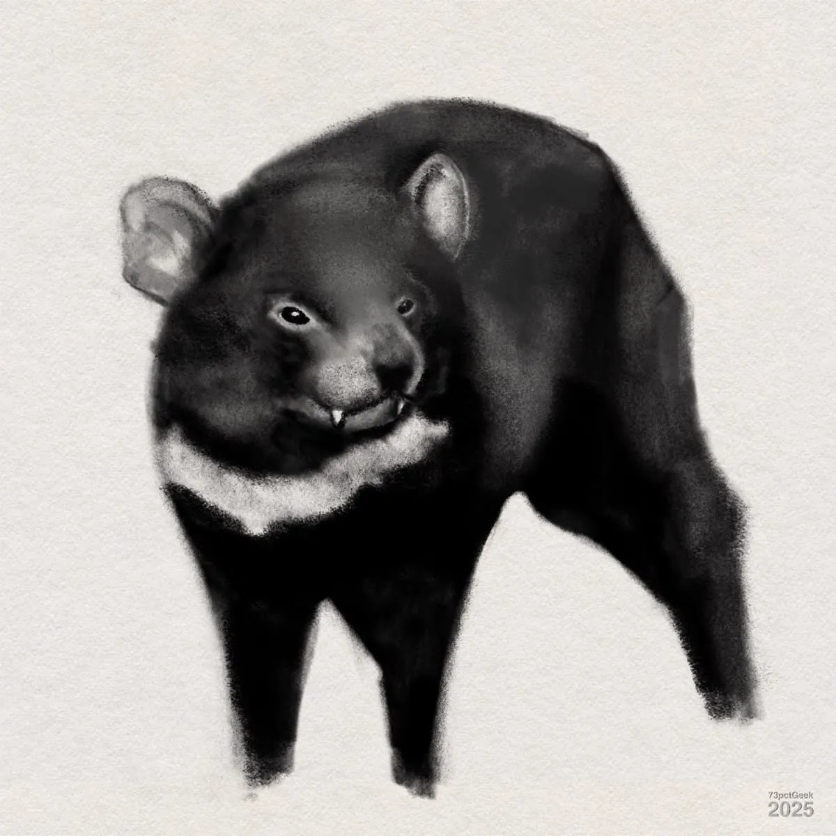 Digital charcoal drawing of a Tasmanian devil. It  has a stocky black body with a patch of white fur on its chest, round ears, and visible sharp teeth.