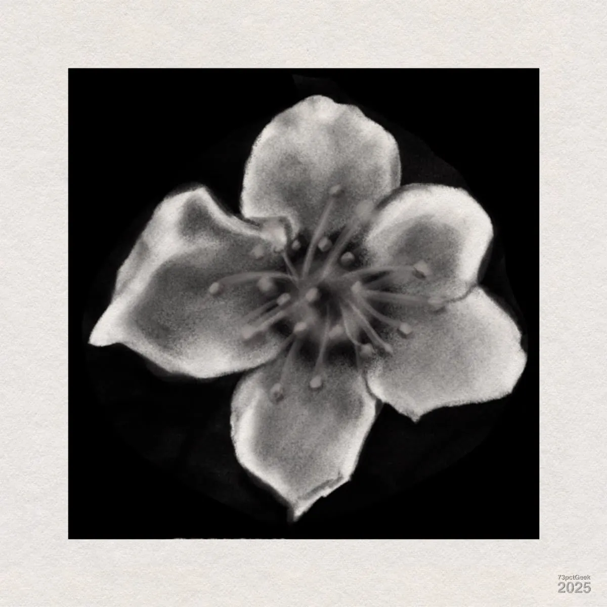 Digital graphite sketch of a single flower with five rounded petals and multiple stamens radiating from the centre. The background is solid black, making the flower stand out. The edges of the petals and stamens are soft and slightly blurred, giving the image a delicate, almost ethereal look.