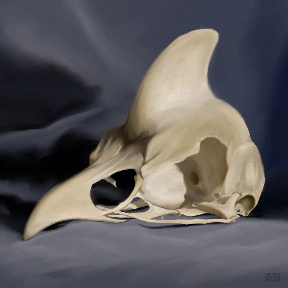 Digital study of a crested bird’s skull. The skull is placed on a draped, dark fabric background.