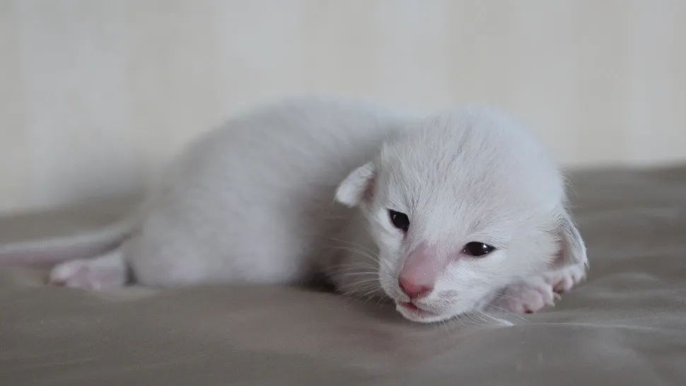 A very small white kitten lying on a smooth surface. He is very young, with barely open dark eyes and very short, soft fur. His tiny ears are folded close to his head, and he has a pink nose and mouth. He is stretched out low on a soft surface, with his front paws tucked under his head and his body and tail extend behind him.