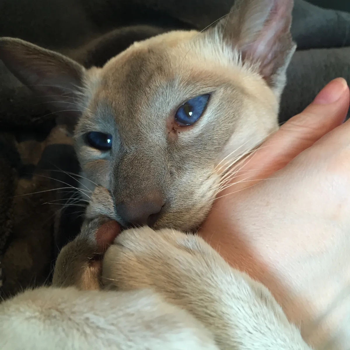 A close-up of Nightshade, front paws wrapped around my wrist, gently biting me. His striking blue eyes are clearly visible.