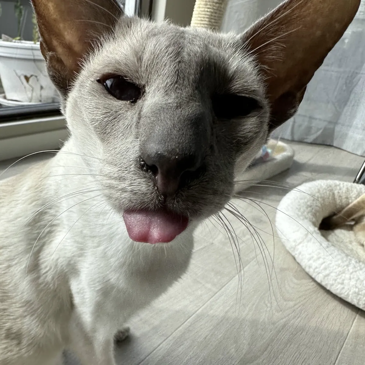 A close-up photo of Nightshade, the lilac point Siamese cat, bleping at the camera. His face takes up most of the image; his nose is grey, his whiskers are long and white, and his eyes are partly closed, giving him a squinty expression. Sunlight falls across him and the pale wood floor. In the background near a window, there is a beige scratching post, and on the right side there is a round, fluffy light-colored pet bed with part of another cat (SCSI) sitting inside it.