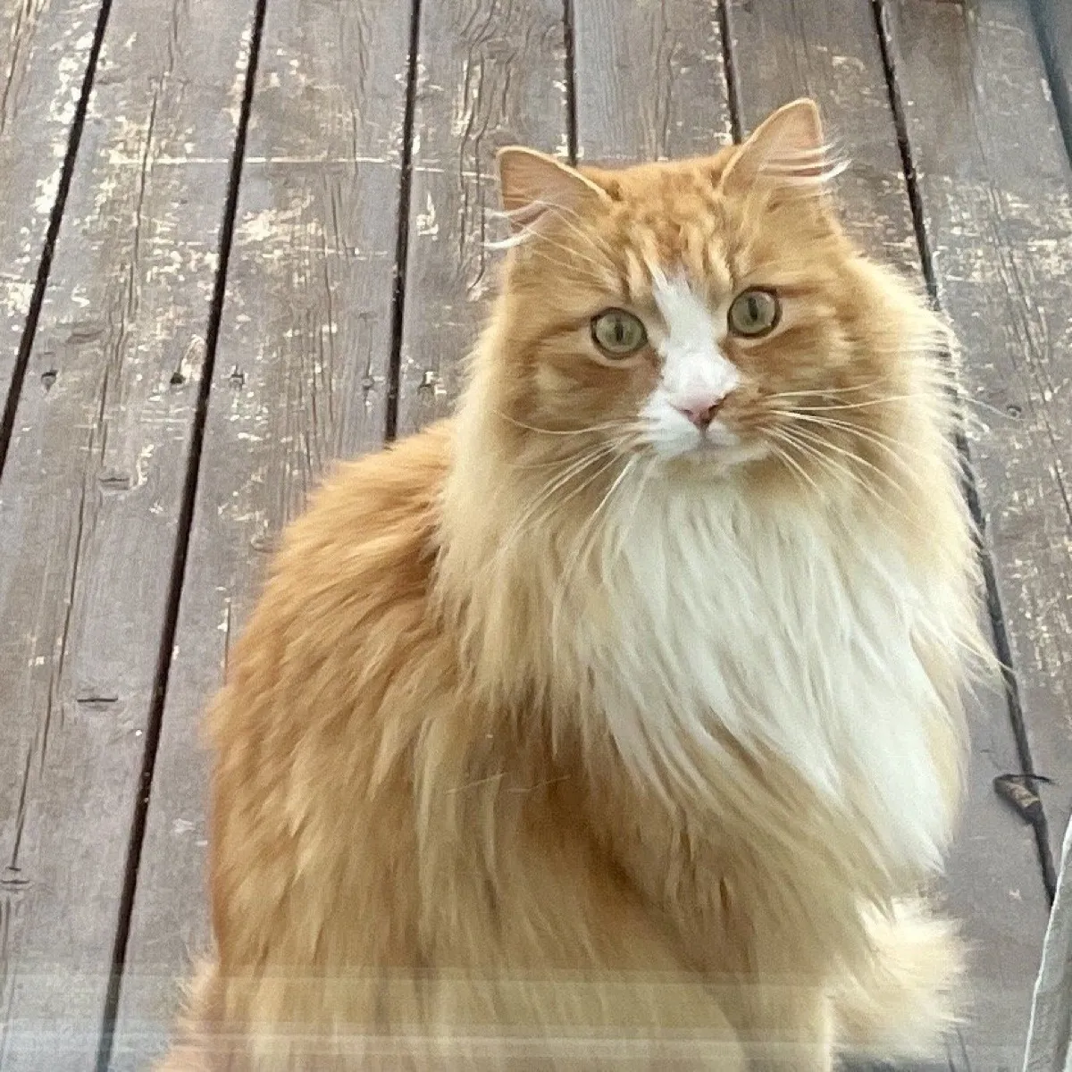 Boris, a fluffy orange-and-white long-haired cat sits on a weathered wooden veranda. He faces forwards with a calm, attentive expression. He has green eyes, a pink nose, and long white whiskers. The fur is orange on the head, back, and sides, with a wide white blaze down the face and a thick white chest ruff. The ears are upright with tufts of fur, and the tail is very fluffy, curling along the lower right side of the body. He is very sweet. 