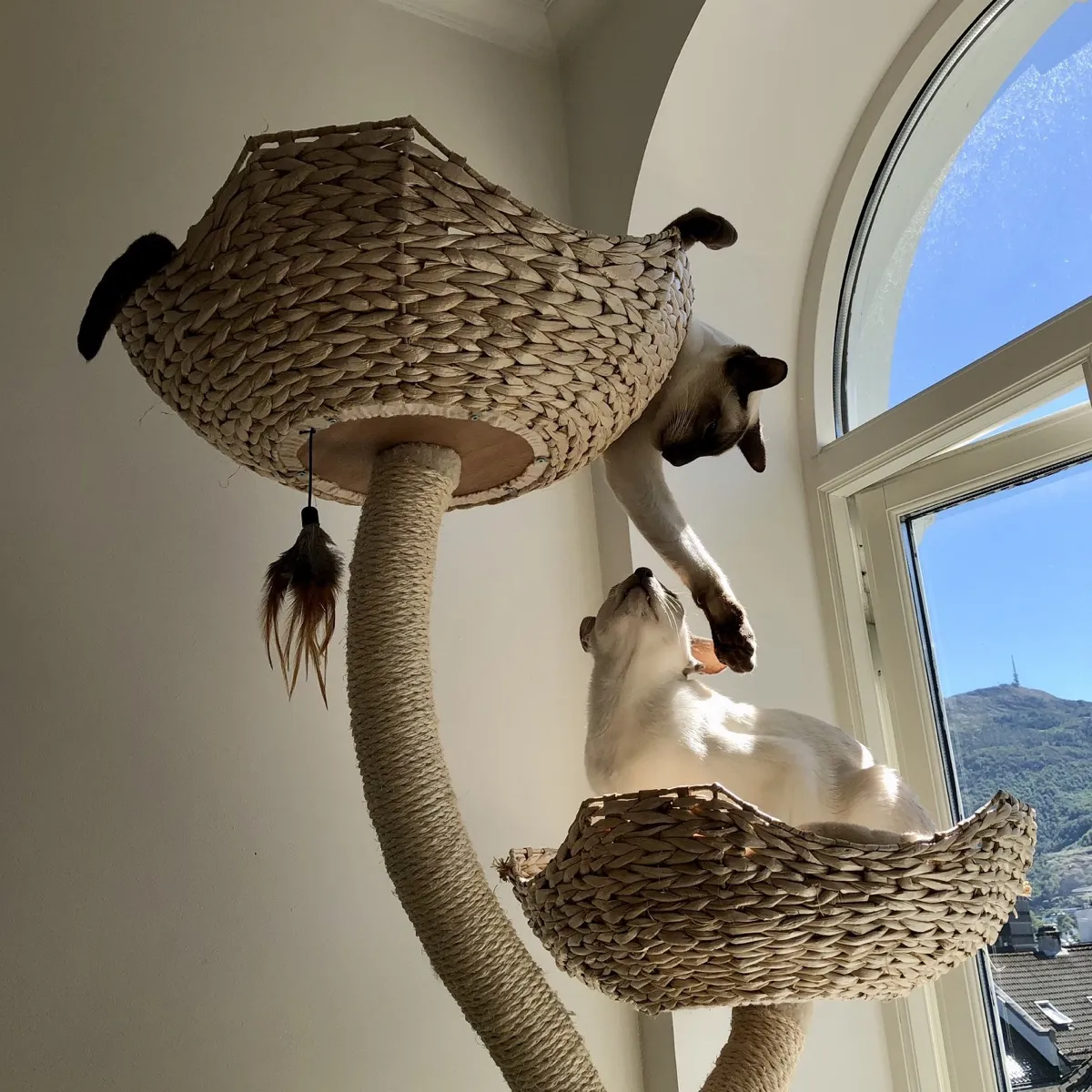 A tall cat tree with two woven baskets and a rope-wrapped, curved central post beside a large arched window. The top basket sits high on the left and the lower basket sits on the right. A feather toy dangles from the underside of the top basket. SCSI, a chocolate-point Siamese cat is in the top basket. He is cream-coloured with a dark brown face mask, ears, tail, and paws, and he is leaning over the edge with one front leg stretched downwards. Nightshade, a lilac-point Siamese cat is in the lower basket. He is a pale cream, with cool gray points. He is half-crouched and looking up at SCSI. Nightshade looks playfully aggrieved and as though he is about to jump into the top basket and give SCSI what for. Bright sunlight streams through the window, casting strong light on the cats, and maligning of Nightshades ears glow pink. Through the window, the blue sky and a green mountain are visible in the distance.