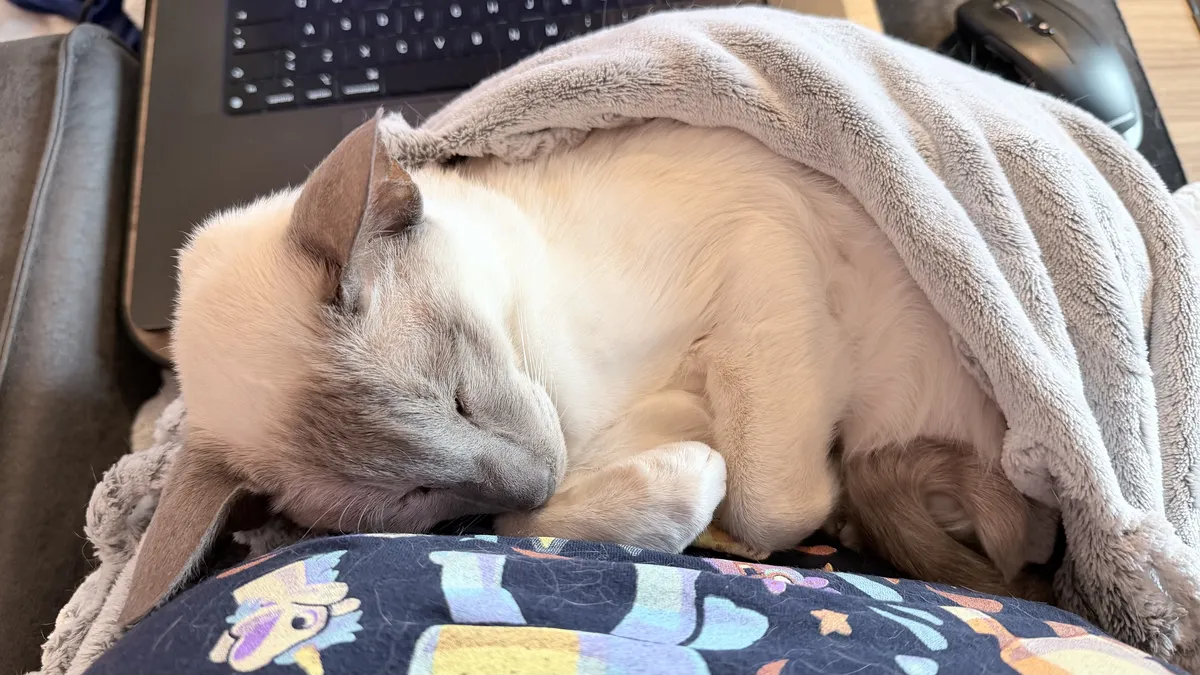 Nightshade, a lilac-point Siamese cat, sleeps curled up and half covered in a soft grey blanket. He is swaddled against me, head resting against one of my boobs, part of my navy Bluey T-shirt visible beneath him. His head is turned to the side, eyes closed, with front paws tucked in close, and he seems very relaxed and feeling cosy.