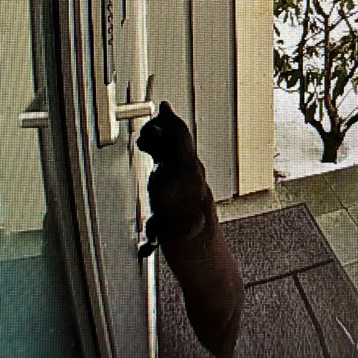 Jaguar creeping on us through the glass paneled front door. Doorbell camera photo of Jaguar, a short-haired tuxedo cat, standing upright on his hind legs on the outside of a front door, his front paws pressed against the door. He is in profile, peering in through one of (not visible on this image) several rectangular windows set into the door.