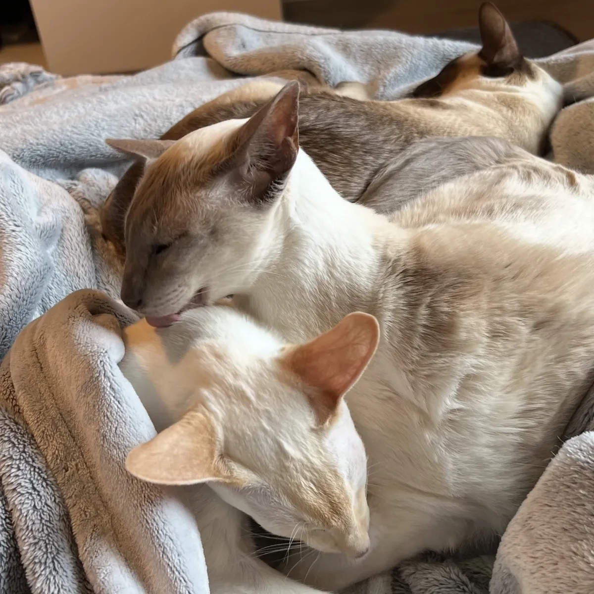 Nightshade grooms Latte, while SCSI sleeps blissfully unaware. Three Siamese cats cuddled on a plush gray blanket. The closest cat, Latte, is mostly cream coloured with pale peachy-red points on his ears and face. He is lying with his head down and eyes closed being washed by Nightshade, the lilac point, behind and under him. In the upper right, part of SCSi, the chocolate point, is visible, lying stretched out, resting with his head turned away.