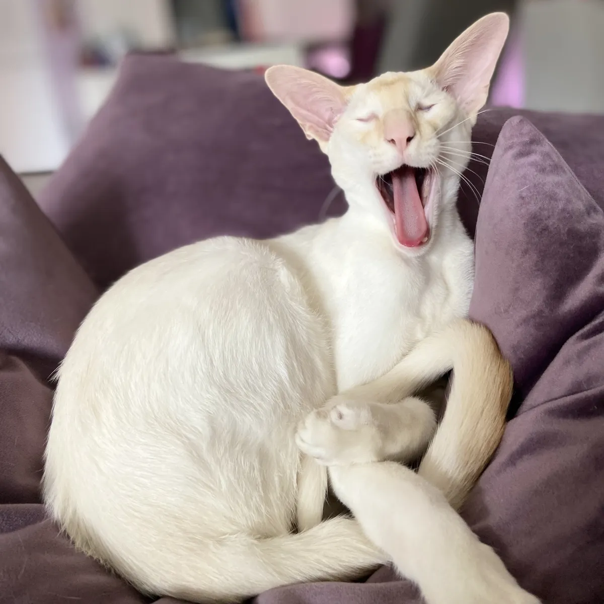 Latte, the red point Siamese, lies curled up on plush purple cushions, mouth wide open in a yawn. His eyes are closed tightly from the yawn, and his tongue is stretched out inside his open mouth.
He is curled into a loose ball, with his very long tail wrapping around his front paws. 
