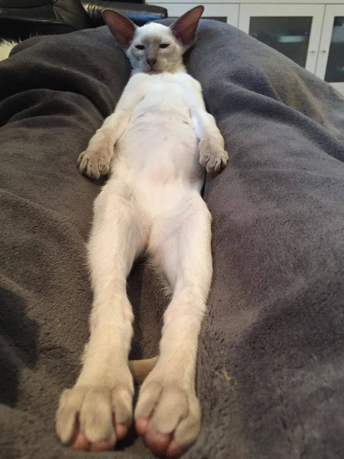 Kitten Nightshade lies on a grey blanken on my lap. He reclines in the valley of my legs, all his skinny little limbs streeetched towards the camera, his hind toebeans at the very front edge of the photo.