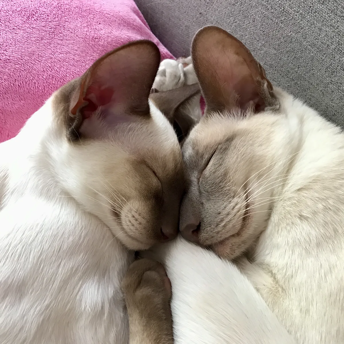 Nightshade and kitten SCSI sleep nose against nose, almost in a heart-shaped pose.