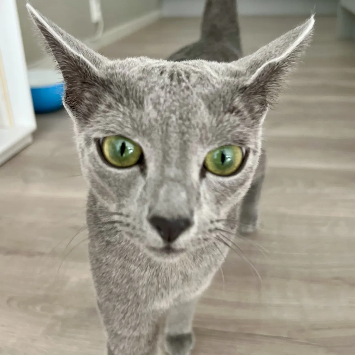 Merlin, the Russian Blue cat, facing the camera. His fur is smooth, and he is a solid grey colour all over, including his nose. His ears are quite large, pointed, and upright, extending out to the sides.
His eyes are bright green with dark pupils, and he looks an alert. The background is softly blurred, but the floor and a bit of a wall are visible.