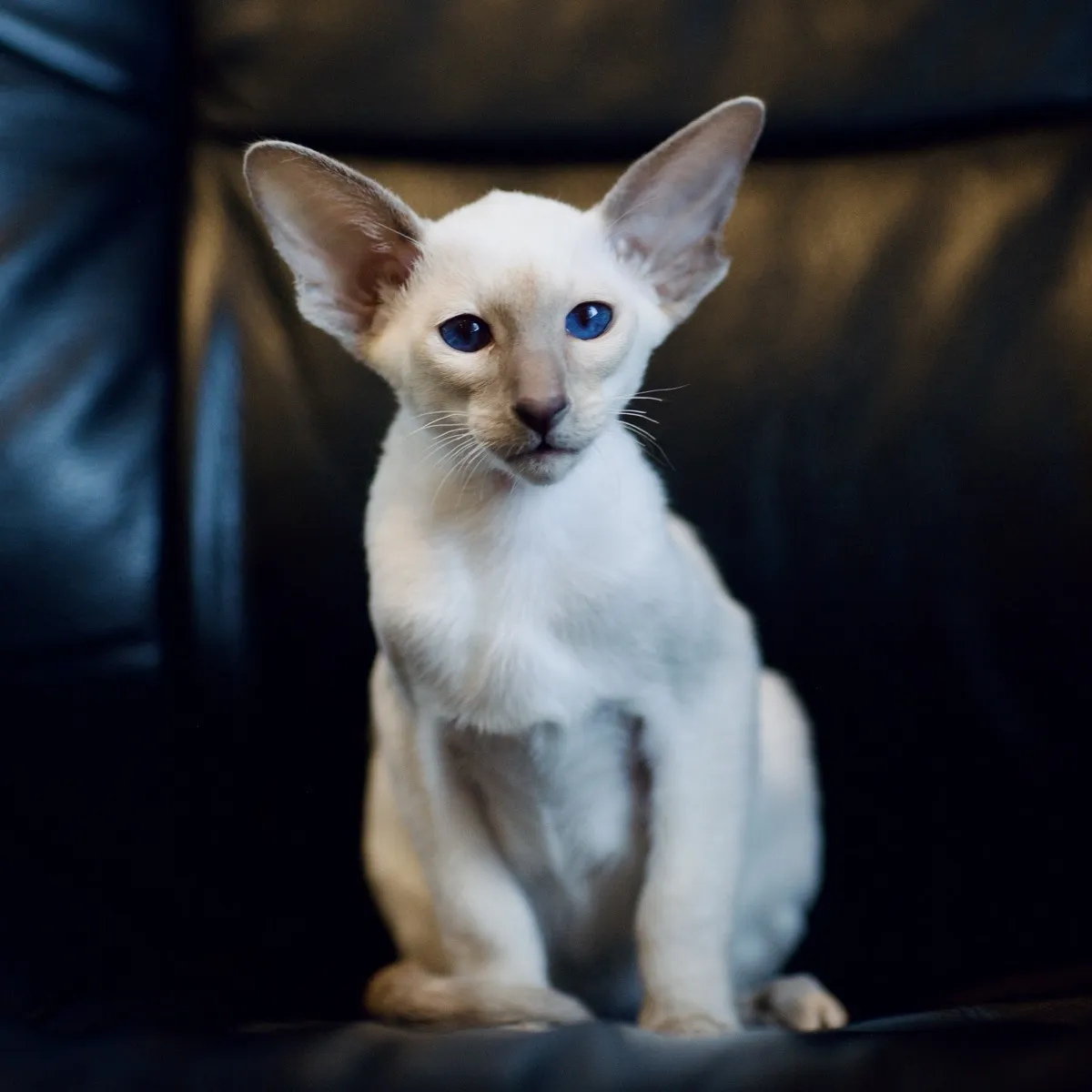 Smol baby Nightshade with VERY large ears sitting on a dark leather chair.  